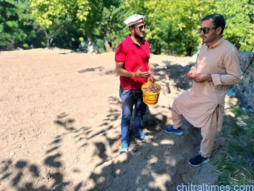 chitraltimes zafaran kasht upper chitral mastuj 2