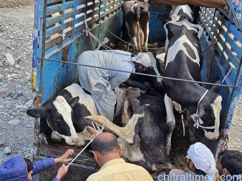 chtiraltimes lower chitral admin arrested two person involved in ill animals sluters 1