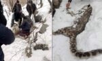 leopard death found in garamchashma