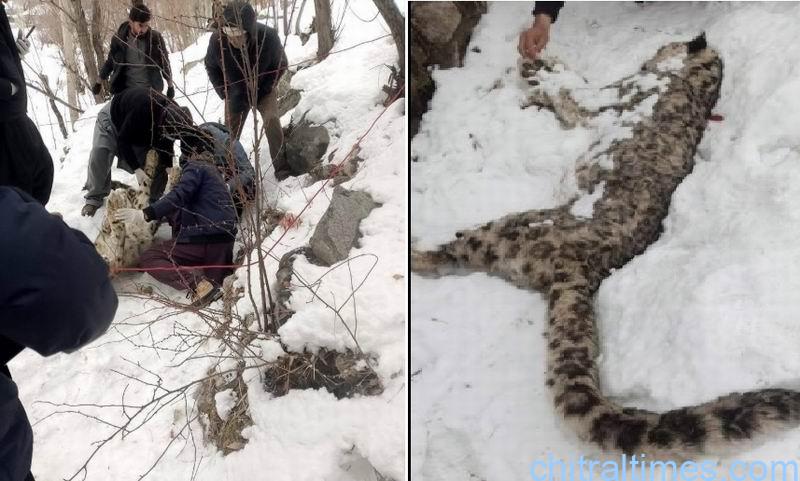 leopard death found in garamchashma